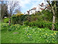 Daffodils in Marlborough Park seen from the Shuttle Riverway