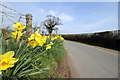 SJ4846 : Daffodils beside Mastiff Lane by Jeff Buck