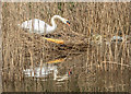 TQ3693 : Mute Swan, River Lee Navigation, London N18 by Christine Matthews