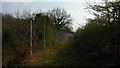 Overgrown Footpath