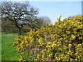 Gorse on Bostall Heath