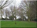 Trees adjacent to Burnt Oak Lane