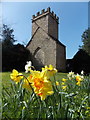 West Milton: daffodils in the old St. Mary?s churchyard