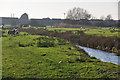 Sedgemoor : Burnham Rhyne