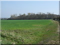 Farmland towards woodland