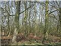 Woodland beside Limestone Lane