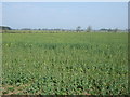 Crop field north of National Cycle Route 10