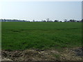 NZ1172 : Crop field near Cairn House Farm by JThomas