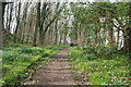 Woodland path at St Mary