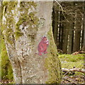 NY6393 : There's a gruffalo in the woods by Rich Tea