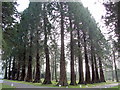 Giant Redwoods, Minsteracres