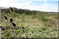 New woodland by the John Bunyan Trail