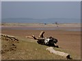 NU0545 : Driftwood on Goswick Sands by Oliver Dixon