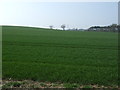 Crop field off the A696