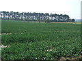 Crop field, Shiningpool Bridge