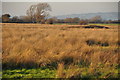 Sedgemoor : Grassy Field