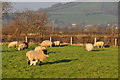 Sedgemoor : Grassy Field & Sheep