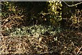 Snowdrops on the Roadside