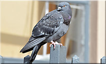 J3374 : Feral pigeon, Belfast - (April 2015) by Albert Bridge