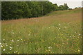 NS6074 : Bargeny Hill grassland by Richard Sutcliffe
