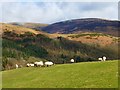 Pasture, Castlerigg