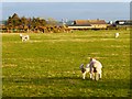 Pasture, Wolsty, Holme Low