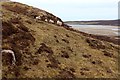 NC3563 : Sheep grazing hillside above Grudie by Alan Reid