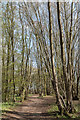 Heartwood Forest, Sandridge, Hertfordshire