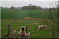 Sheep in Blankney Park, north of Long Wood Lane, Blankney