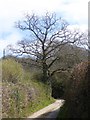 Tree at Blamphayne Cross