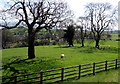 Sheep and lambs in a field at the eastern edge of Cinderford