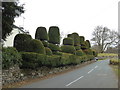 SD3790 : Topiary by the roadside near Graythwaite Old Hall by Rod Allday