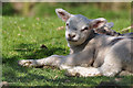 West Somerset : A Lamb