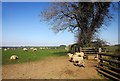 Sheep near Milton Abbot