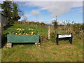 Daffodils, Tullywee