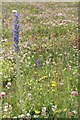 Wild flowers at Glasgow Museums Resource Centre