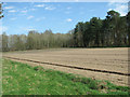 Crop field beside Rushford Road