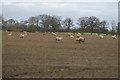 Sheep, Little Hayford Farm