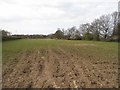 Field with horses by Barnes Lane