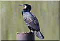 SK7953 : Cormorant on the River Trent, Newark by Julian P Guffogg
