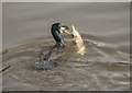 SK7953 : Cormorant and fish, River Trent, Newark by Julian P Guffogg