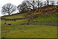 Sheep in field at Eskdale Green