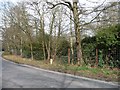 The western edge of Well Wood, alongside Well Road