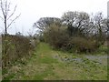 Track to Colyford Common Reserve