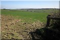 Fields near Longcross