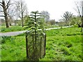 Canford Park, Wollemi Pine