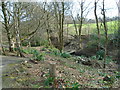 View to the bridge in Crow Wood