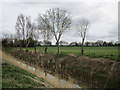 Trees and the North Forty Foot Drain