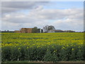 Oilseed rape and Decoy Farm