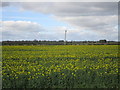 Oilseed rape and power line